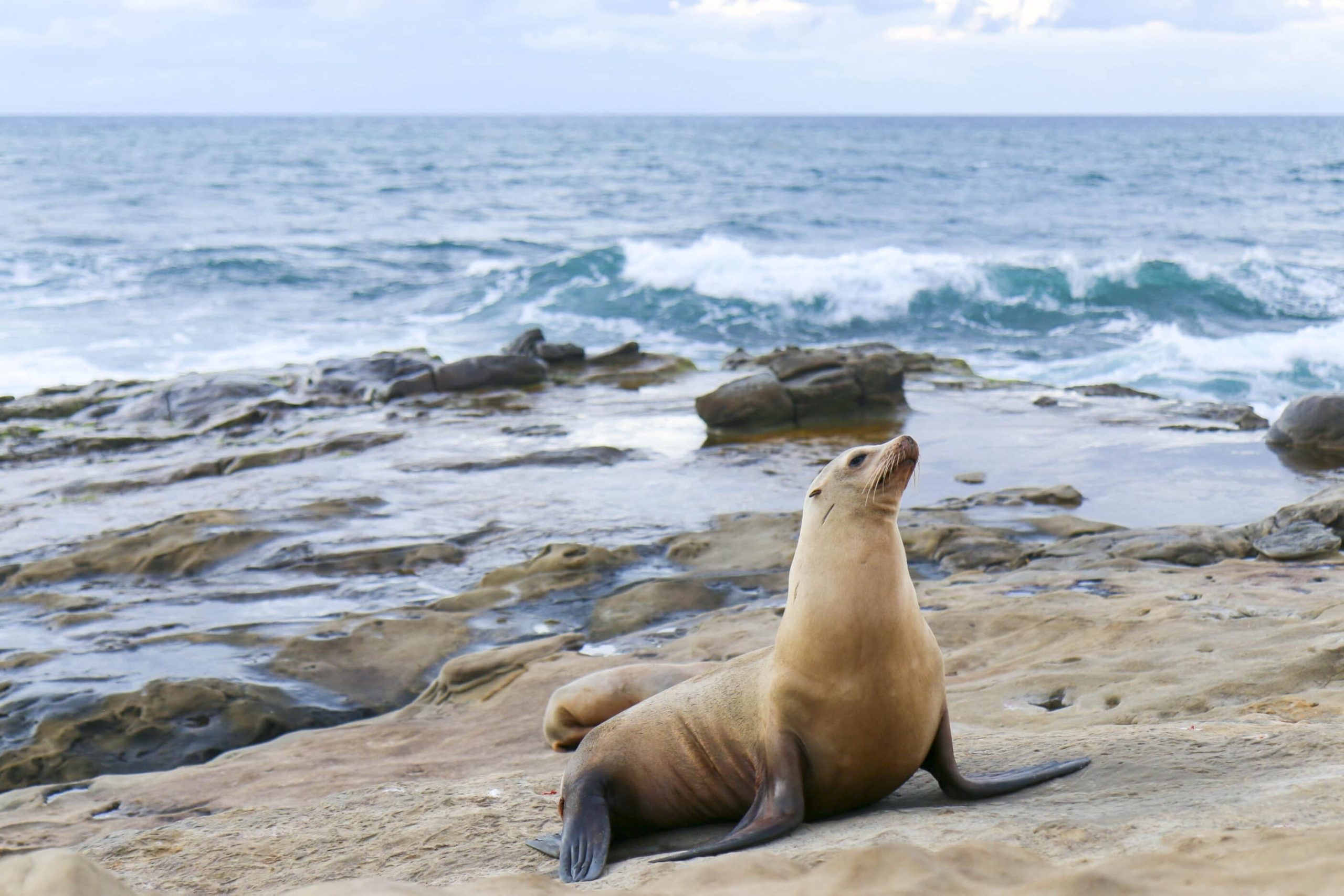 A video of a dog and a seal playing ball on the beach is the best thing you’ll see today