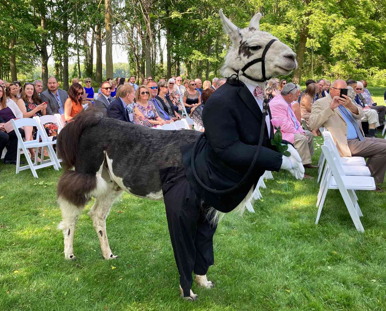 Exclusive: Llama dressed up as Groomsman Delights Guests at a New York wedding