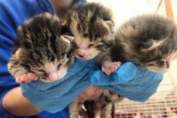 Newborn kittens miraculously survived after spending the night on the cold ground ➤ Buzzday.info