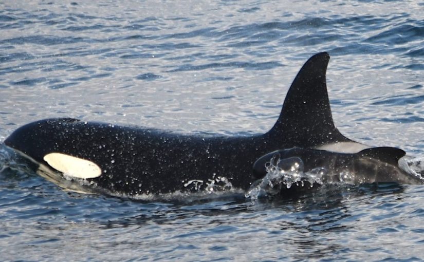 Unusual video: Killer whale seeks help from humans to rescue trapped mother ➤ Buzzday.info