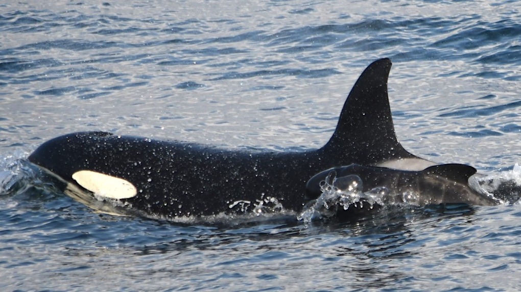 Unusual video: Killer whale seeks help from humans to rescue trapped mother ➤ Buzzday.info