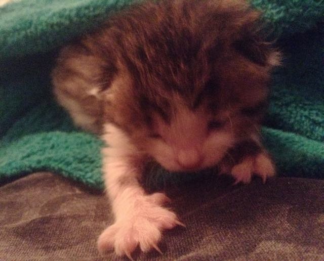 Newborn kittens miraculously survived after spending the night on the cold ground