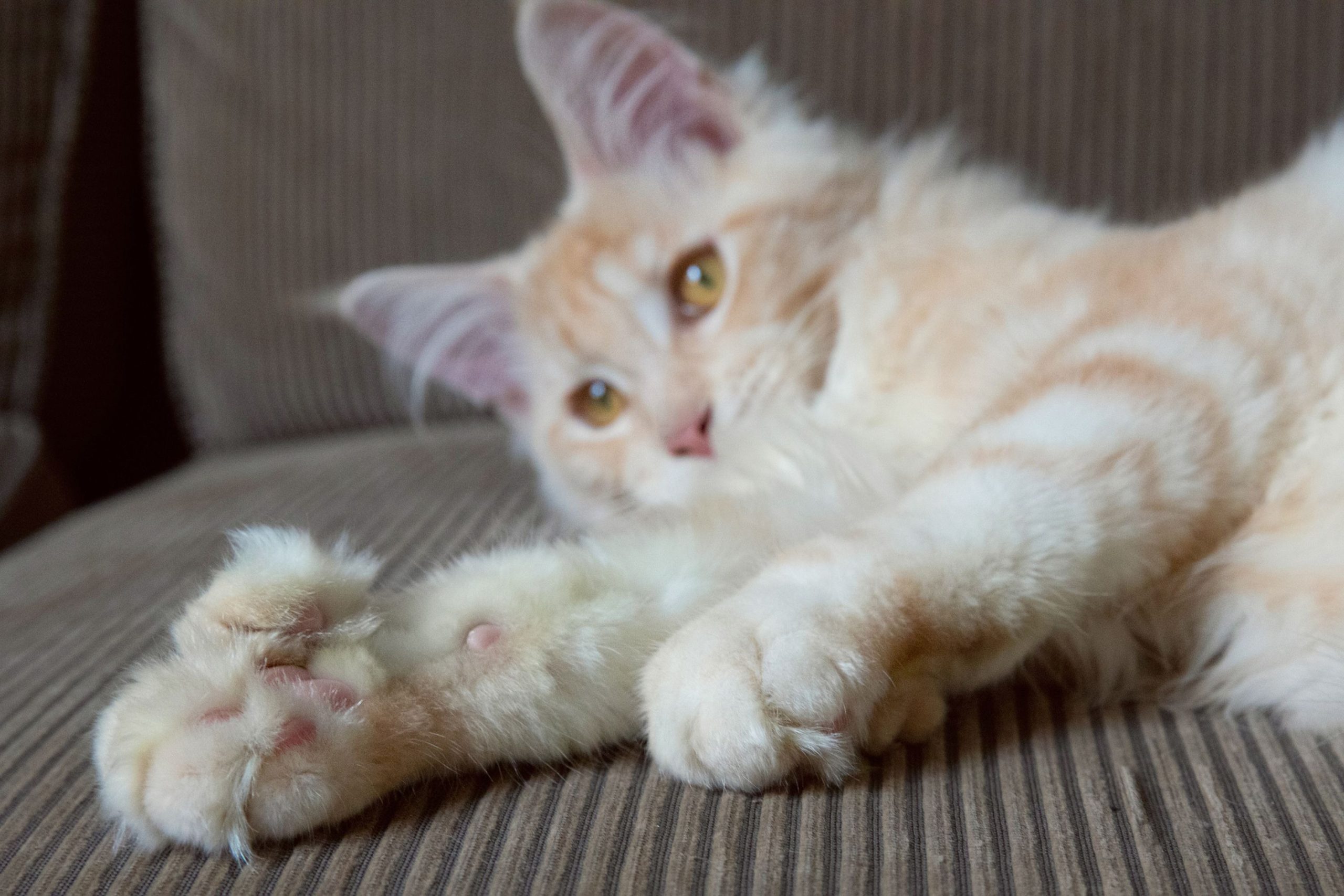 The cat can live an everyday feline life despite being born with two paws