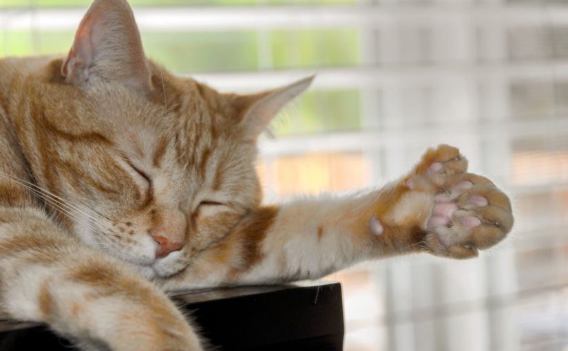 The cat can live an everyday feline life despite being born with two paws ➤ Buzzday.info