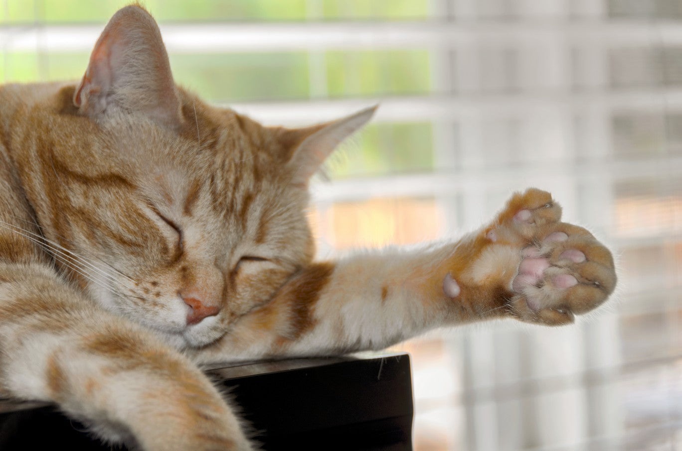 The cat can live an everyday feline life despite being born with two paws ➤ Buzzday.info