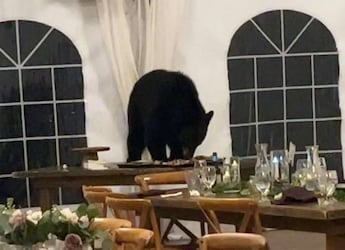 Delicious or scary? A bear breaks into a wedding reception and gobbles up the fancy desserts