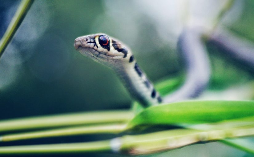 “Fast And Furious: A video of a snake crawling away with a slipper has confused the internet ➤ Buzzday.info