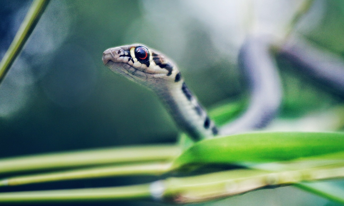 “Fast And Furious: A video of a snake crawling away with a slipper has confused the internet ➤ Buzzday.info