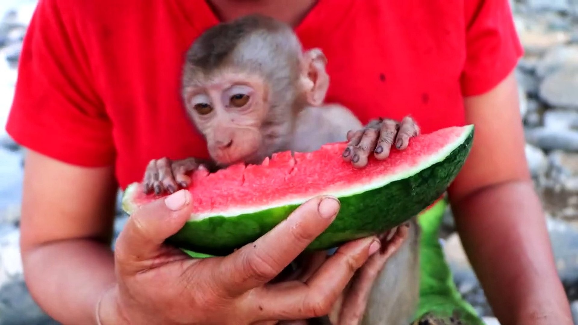 A video of a man sharing a watermelon with a monkey impresses the internet