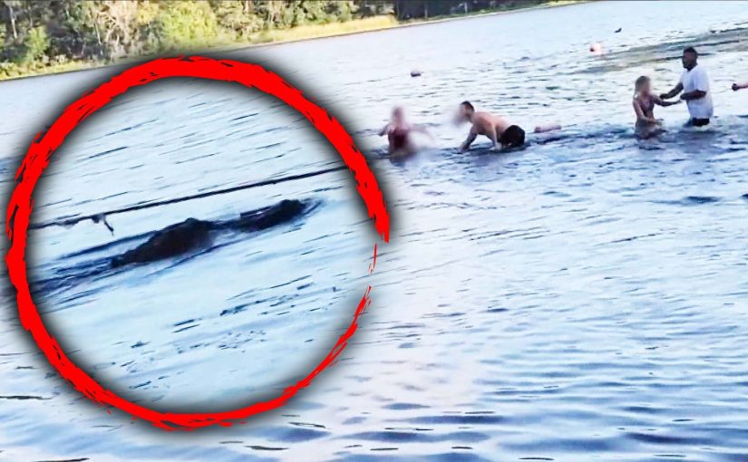 The video shows a crocodile swimming toward a scout troop on a lake in southeast Texas ➤ Buzzday.info