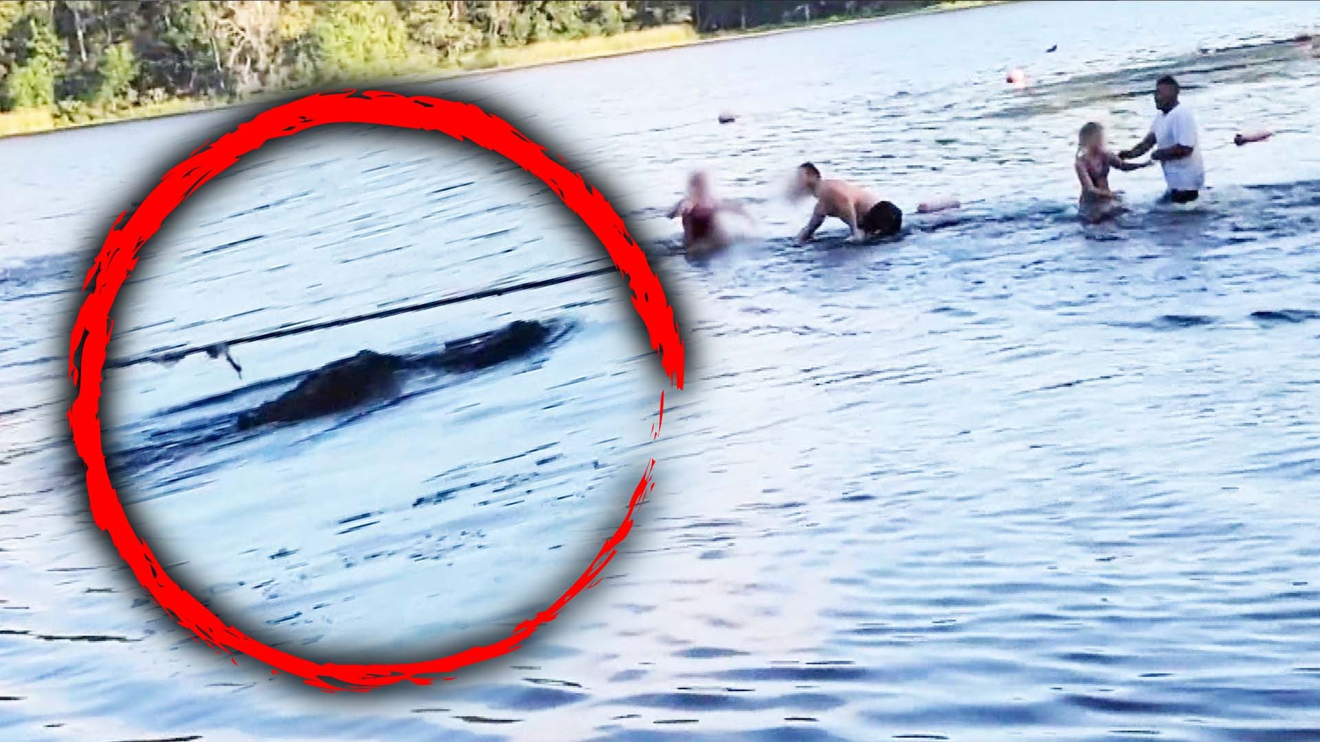 The video shows a crocodile swimming toward a scout troop on a lake in southeast Texas ➤ Главное.net