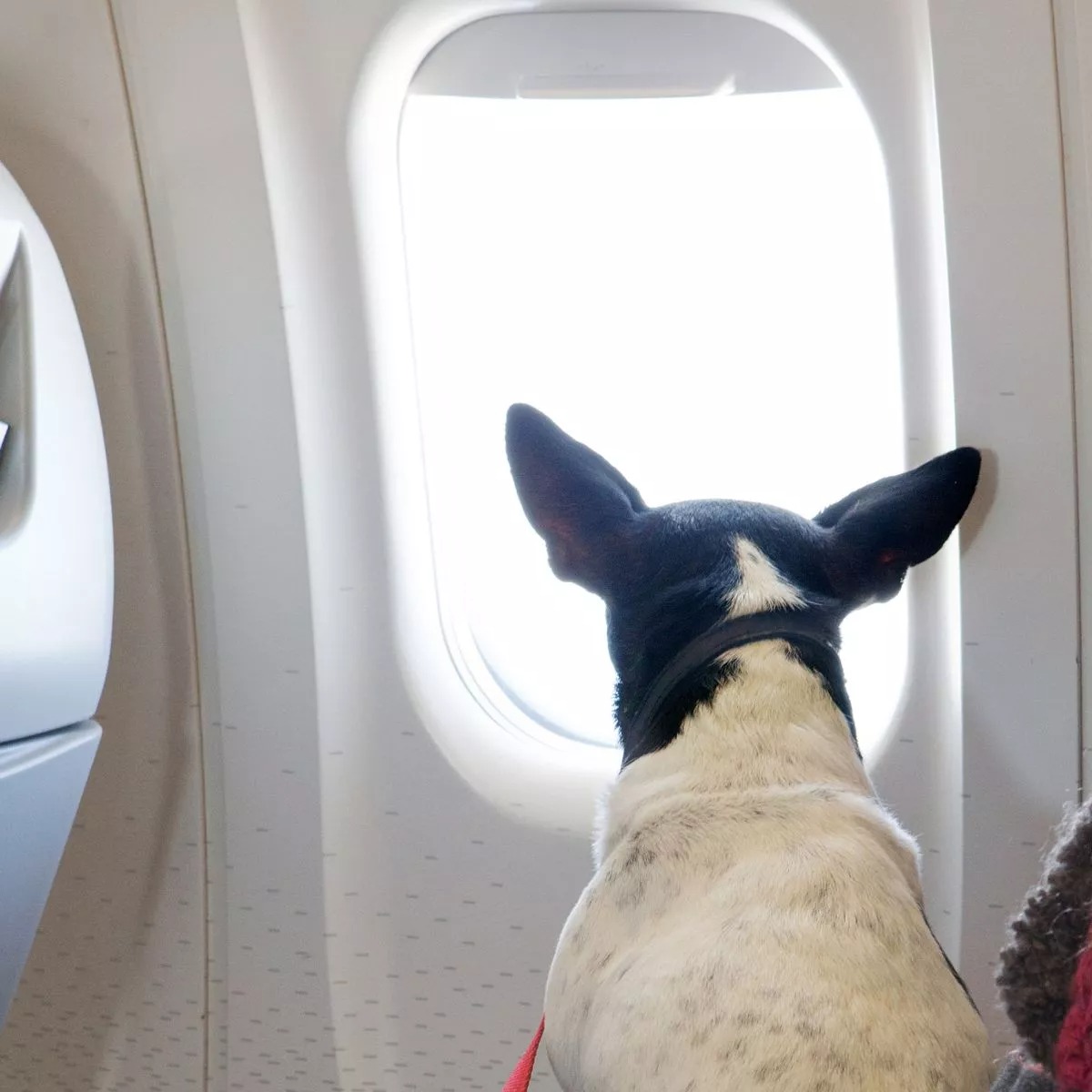 A whining and farting dog ruined a premium class flight