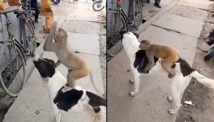 Viral video: How a dog helped a monkey steal chips! Watch as these furry criminals pull off the best heist of their lives ➤ Buzzday.info