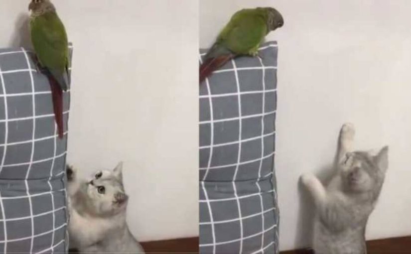 A viral video of a cat trying to catch a bird falls into a trap has netizens in shock – Watch ➤ Buzzday.info