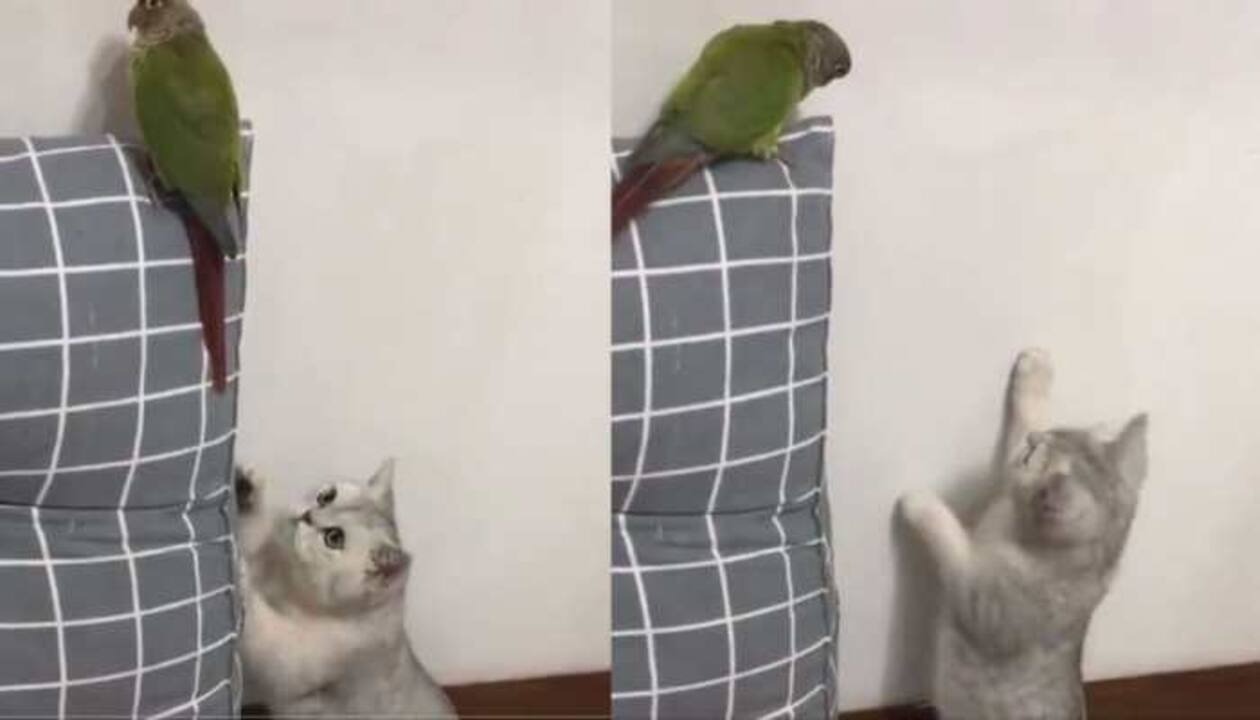 A viral video of a cat trying to catch a bird falls into a trap has netizens in shock – Watch ➤ Главное.net