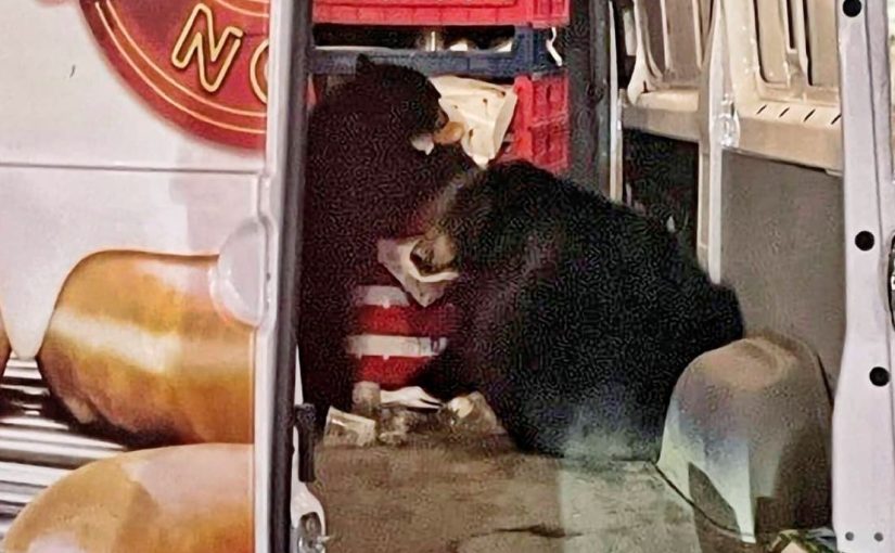 Shocked driver captures bears running into Krispy Kreme van: ‘They just kept eating.’ ➤ Buzzday.info