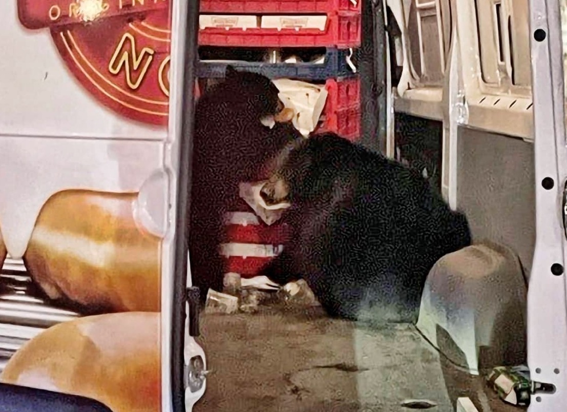 Shocked driver captures bears running into Krispy Kreme van: ‘They just kept eating.’ ➤ Buzzday.info