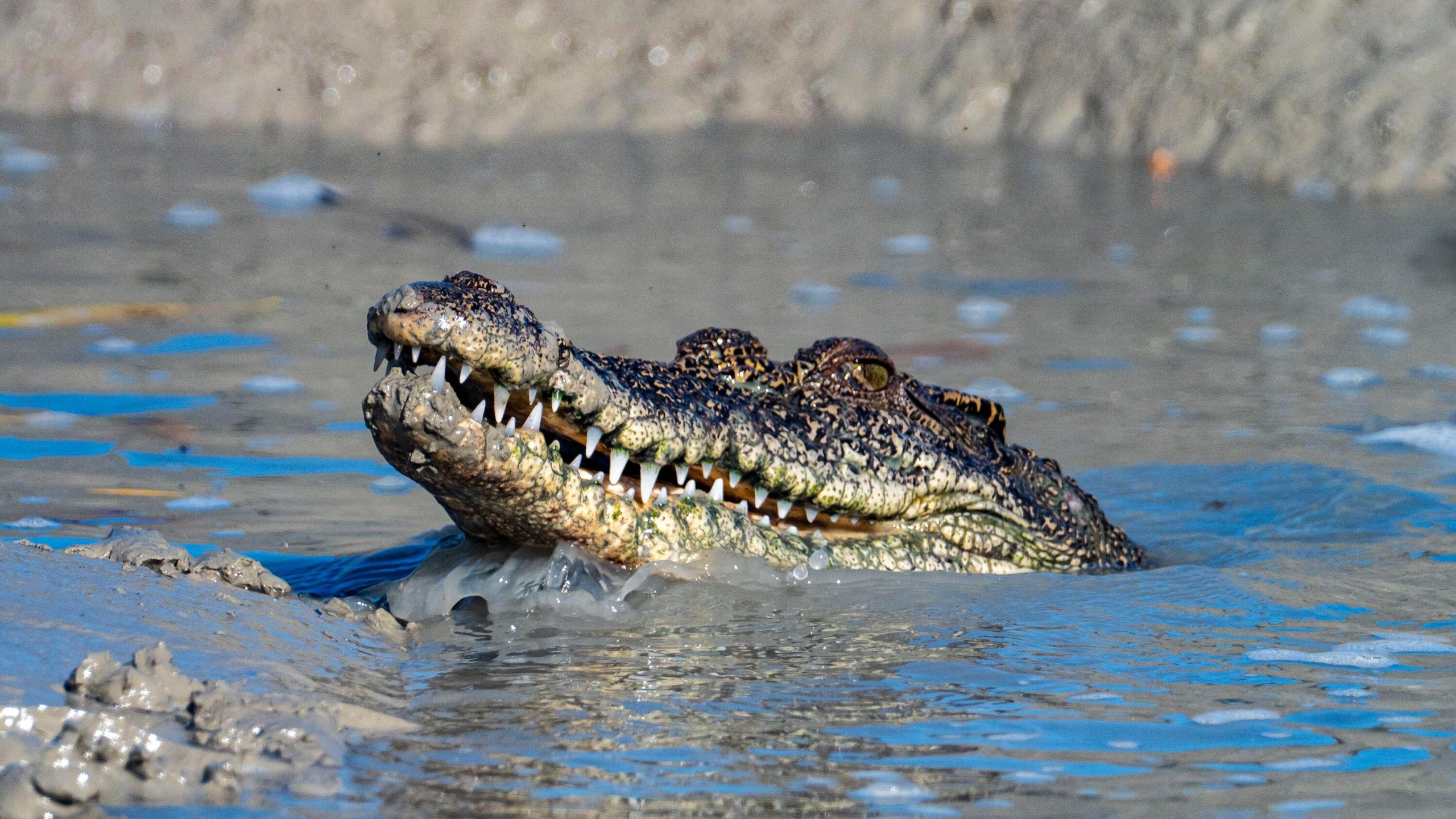 The most dangerous job in the world? Employee feeds fresh meat to 10,000 hungry crocodiles