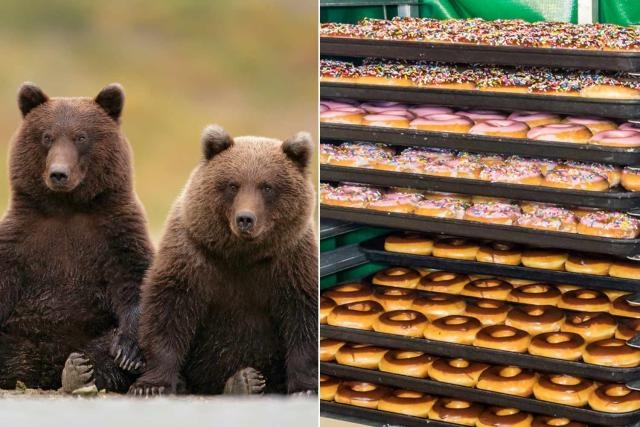 Shocked driver captures bears running into Krispy Kreme van: ‘They just kept eating.’