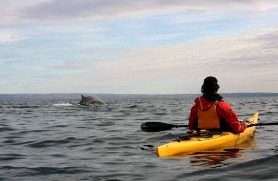 Des touristes et leurs kayaks ont été avalés par une baleine (VIDÉO) ➤ Buzzday.info