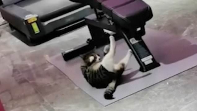 A viral video of a cat working out at the gym to be in perfect shape is taking the internet by storm – watch it