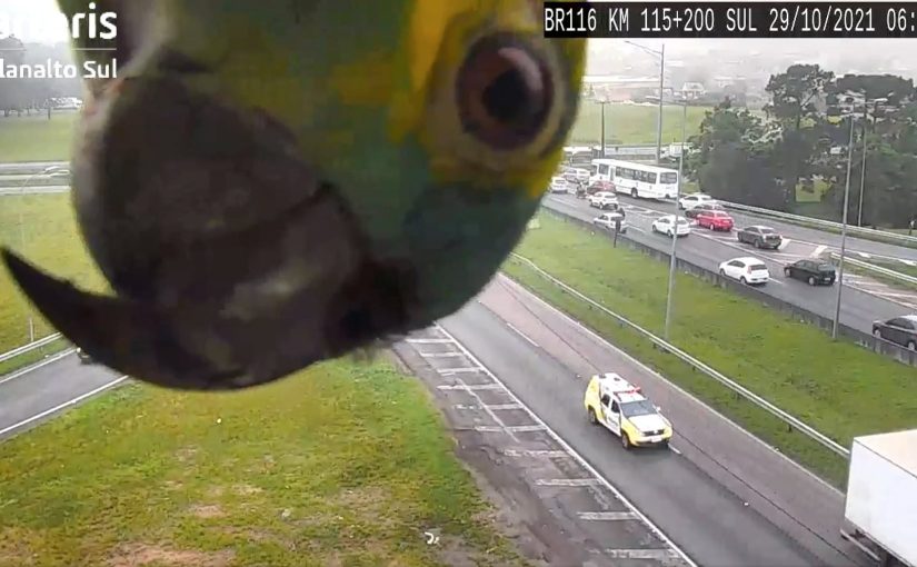 In a viral video, a cute parrot plays peekaboo with a traffic camera, leaving internet users confused – Watch ➤ Buzzday.info