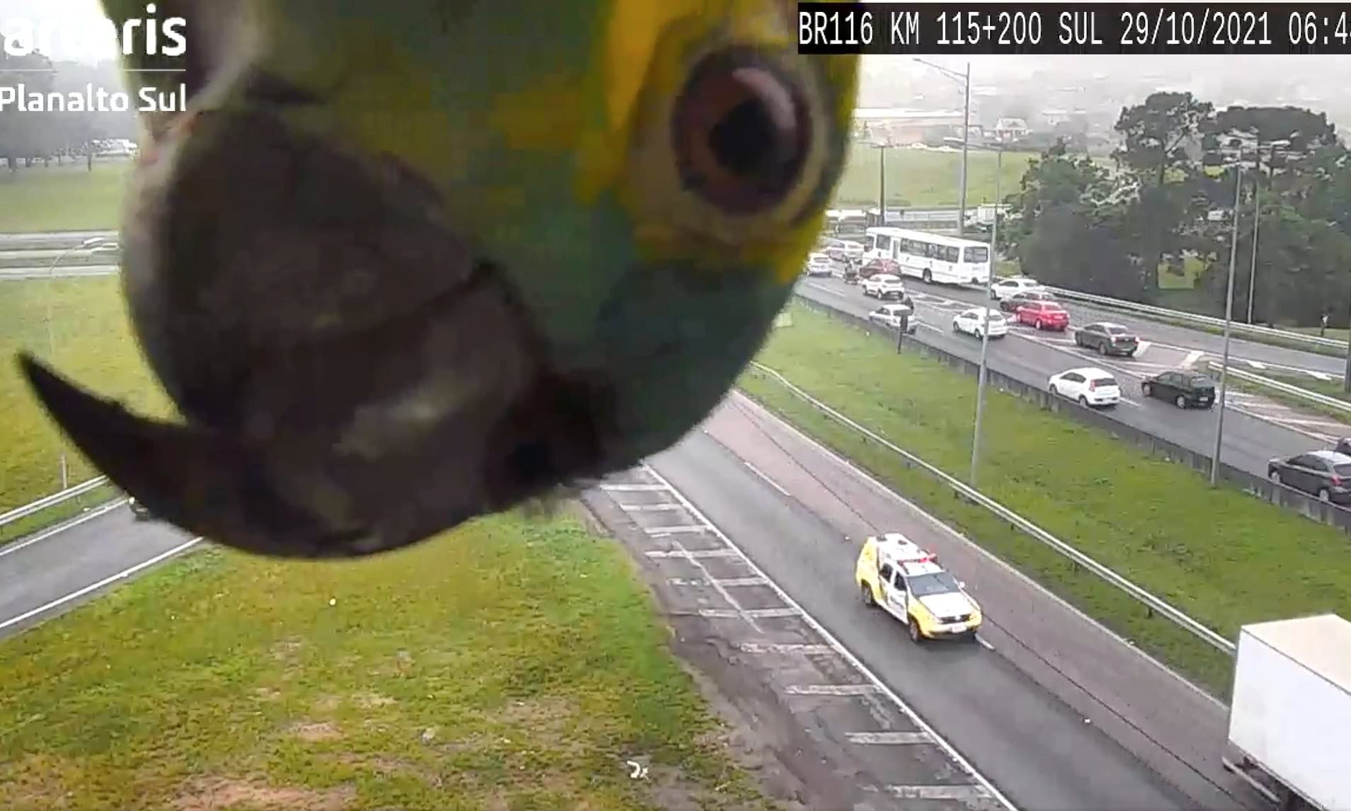 In a viral video, a cute parrot plays peekaboo with a traffic camera, leaving internet users confused – Watch ➤ Главное.net