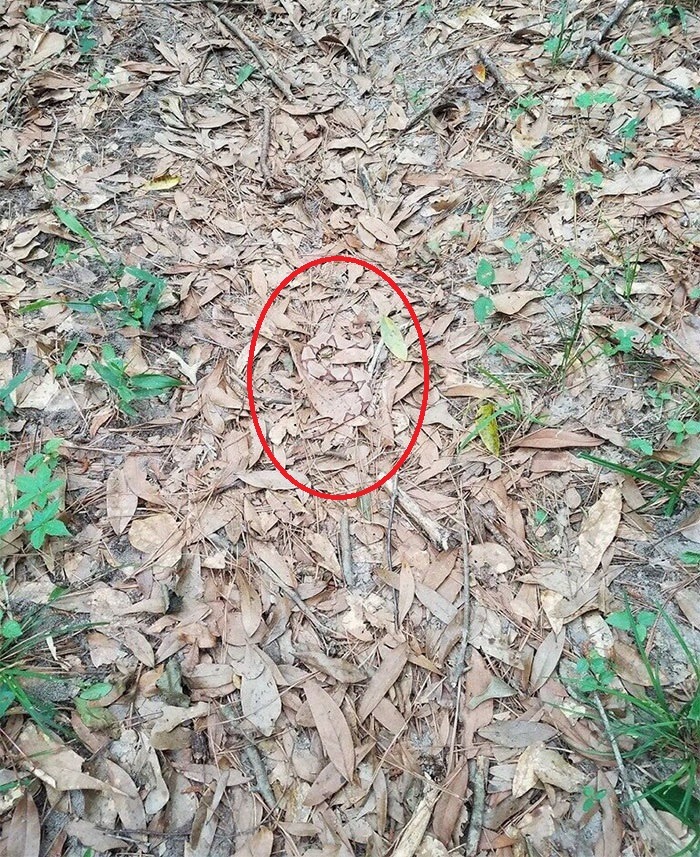 Find the 8-foot snake that made the garden owners flee