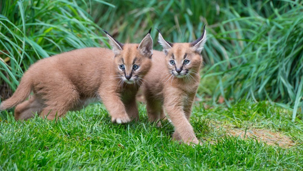 Wonderful kittens that you can fall in love with recklessly are caracals