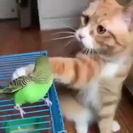 A viral video of a cat trying to catch a bird falls into a trap has netizens in shock – Watch