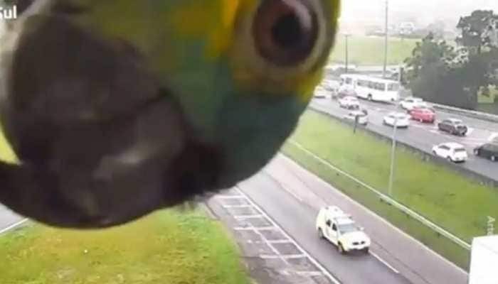 In a viral video, a cute parrot plays peekaboo with a traffic camera, leaving internet users confused – Watch