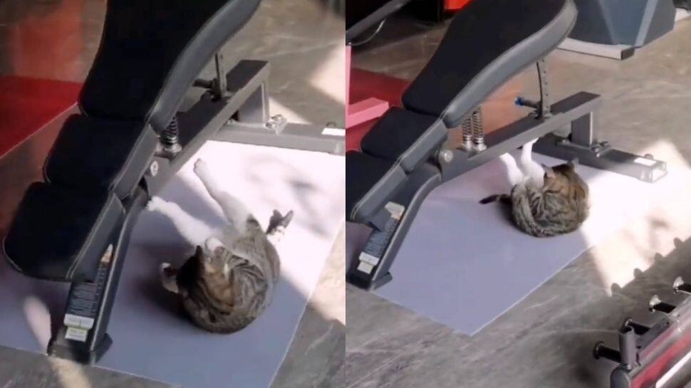 A viral video of a cat working out at the gym to be in perfect shape is taking the internet by storm – watch it