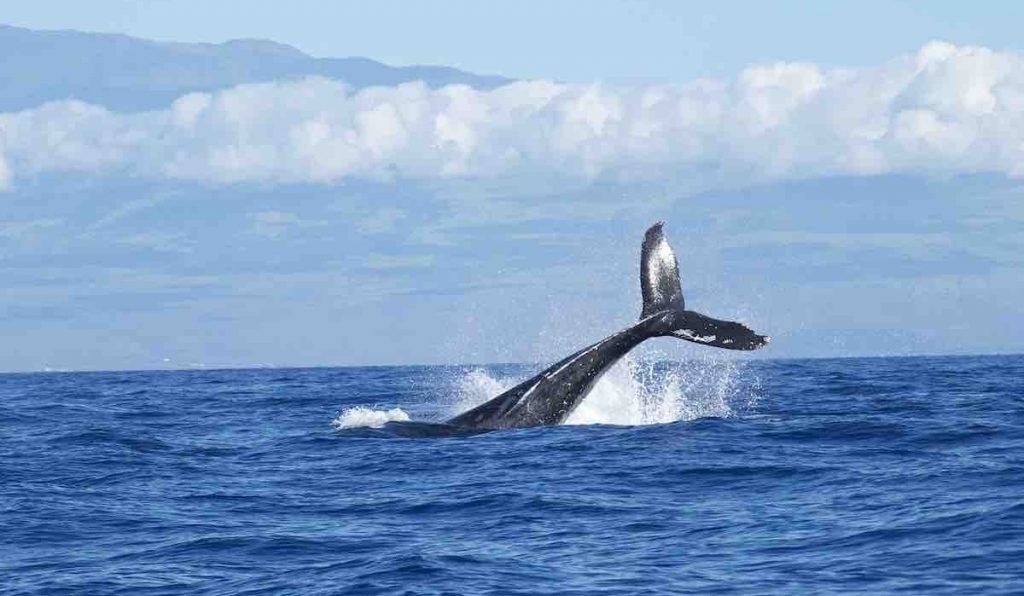 Des touristes et leurs kayaks ont été avalés par une baleine (VIDÉO)