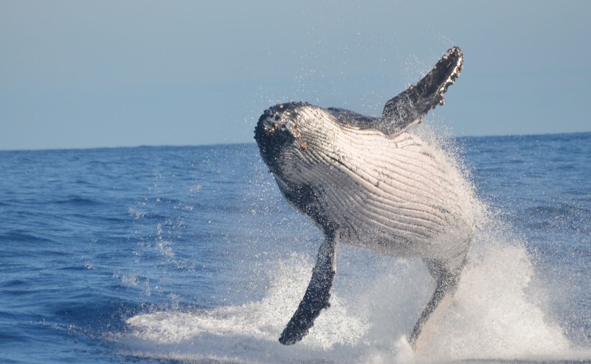 It’s crazy,” says a California kayaker who found herself in the jaws of a whale