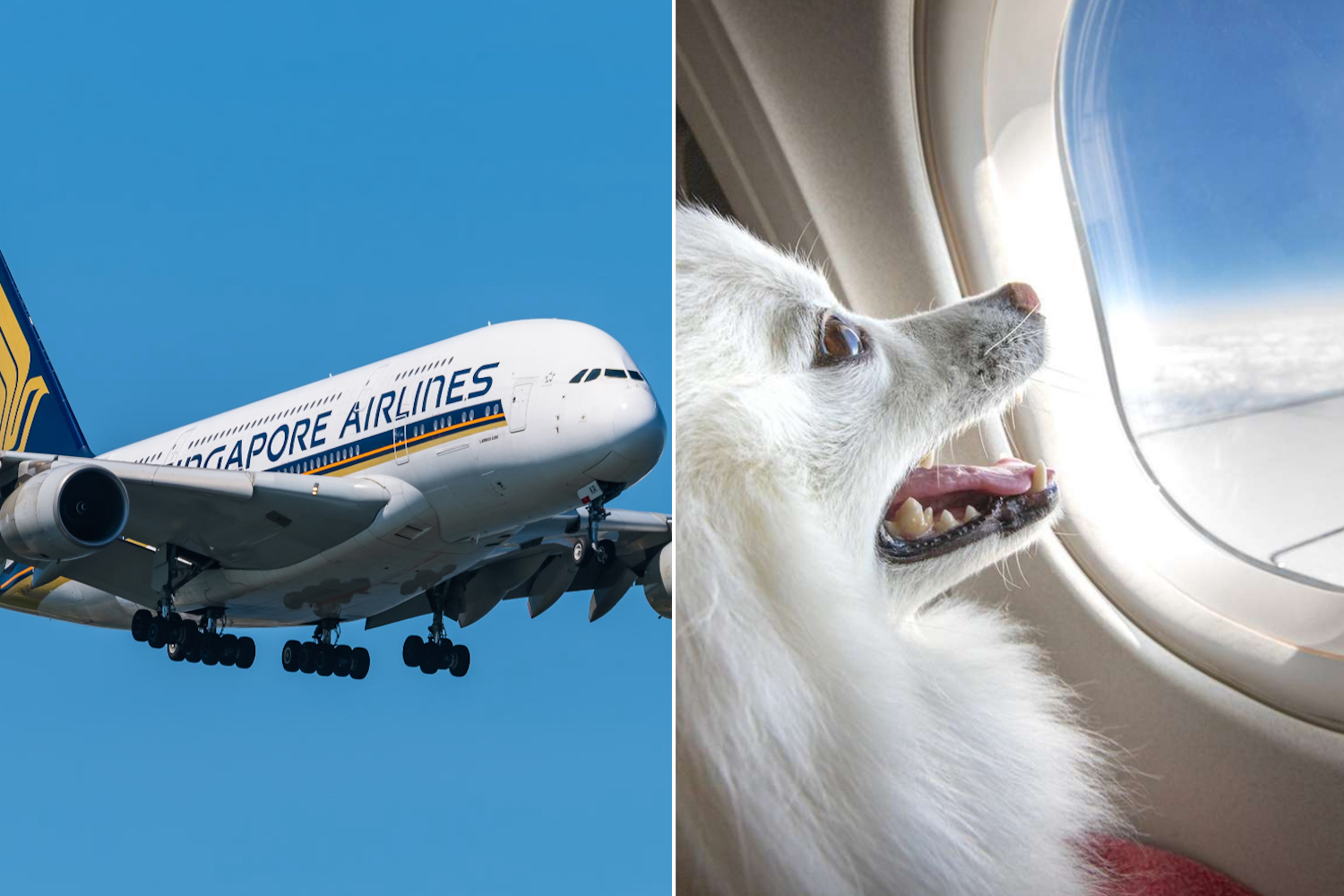 A whining and farting dog ruined a premium class flight ➤ Buzzday.info