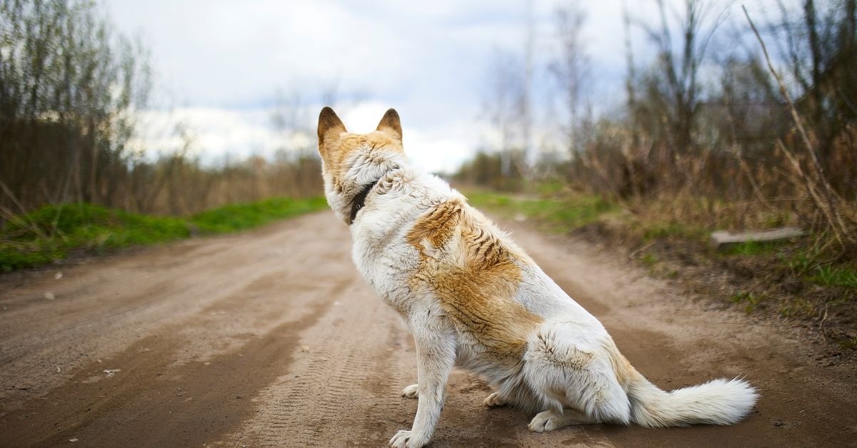 A man walks his dogs every morning until people discover he hides an incredible secret