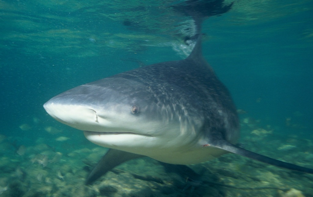 A viral video shows the “startling” moment a shark jumped aboard a fishing boat off the coast of Maine