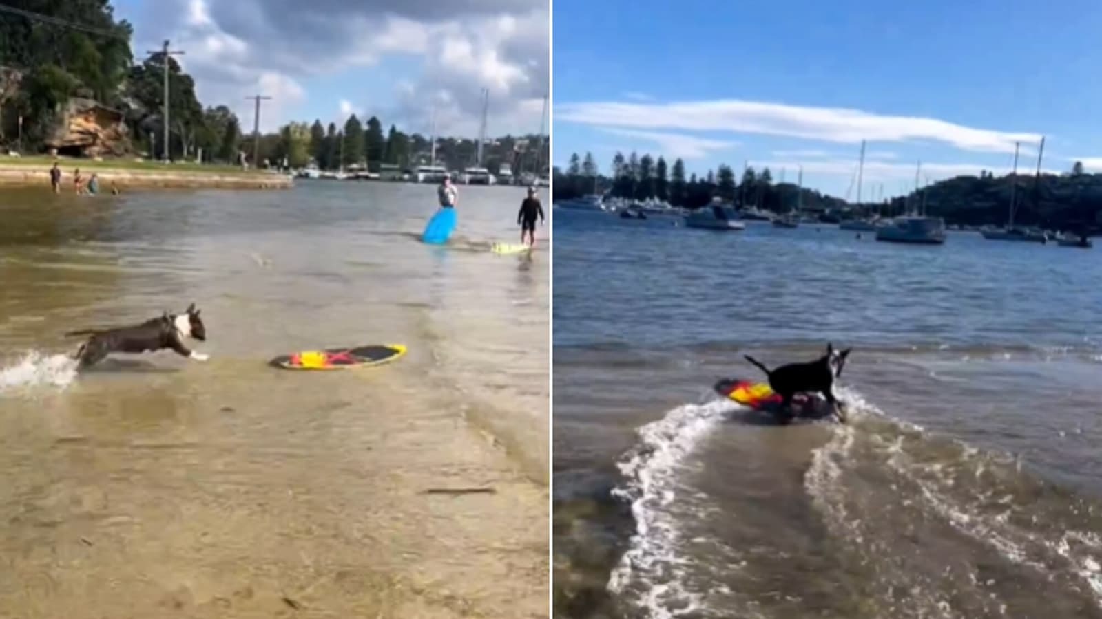 Quickly sailing through the water on a skimboard. The video has gone viral