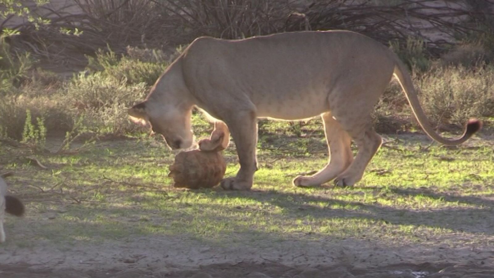 Have you ever seen a tortoise bullying a lion? This video will make you laugh – watch it