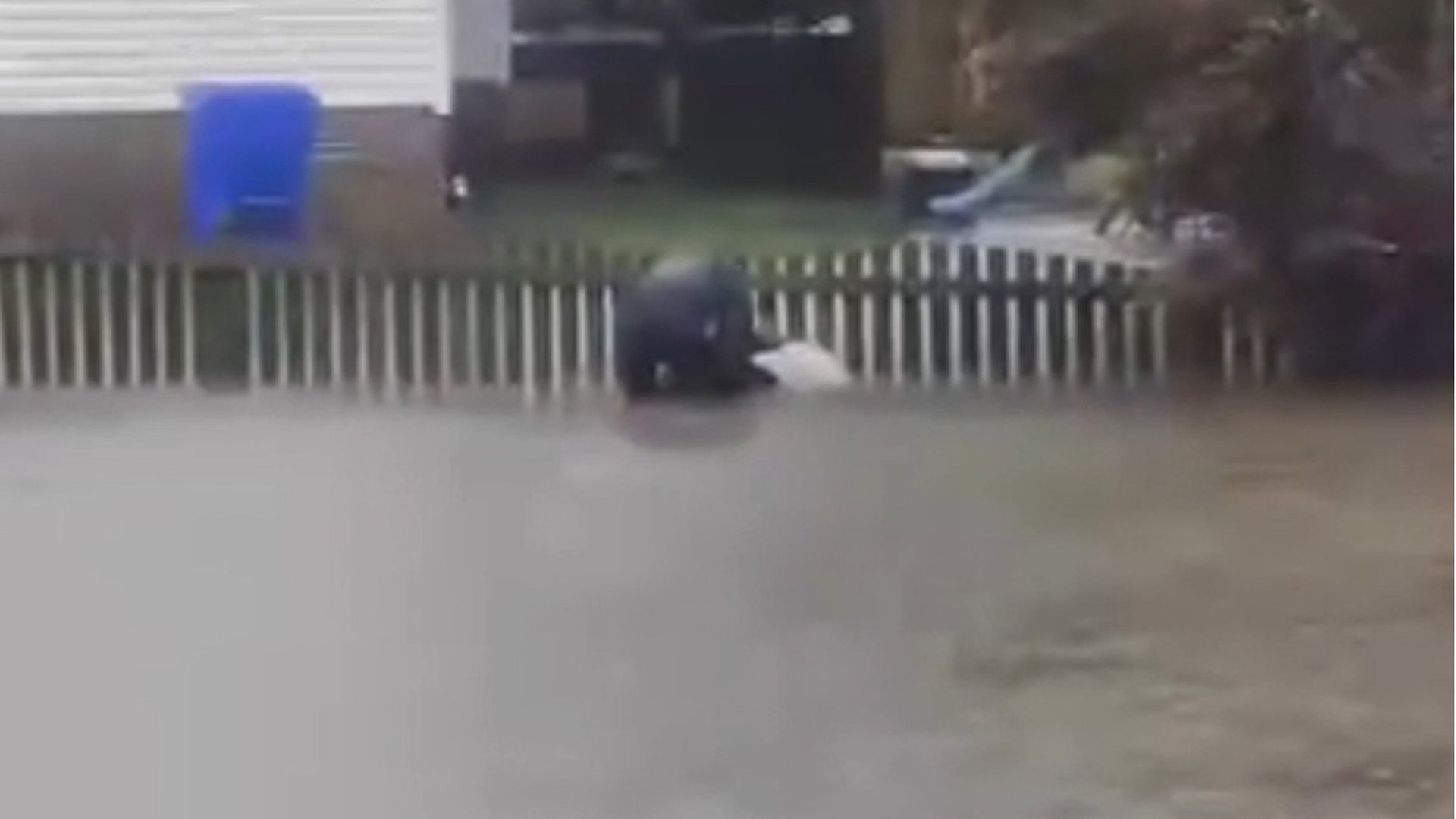 Video shows a police officer rescuing a dog tied to a fence amid Ophelia flooding