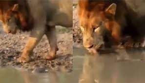 Have you ever seen a tortoise bullying a lion? This video will make you laugh – watch it