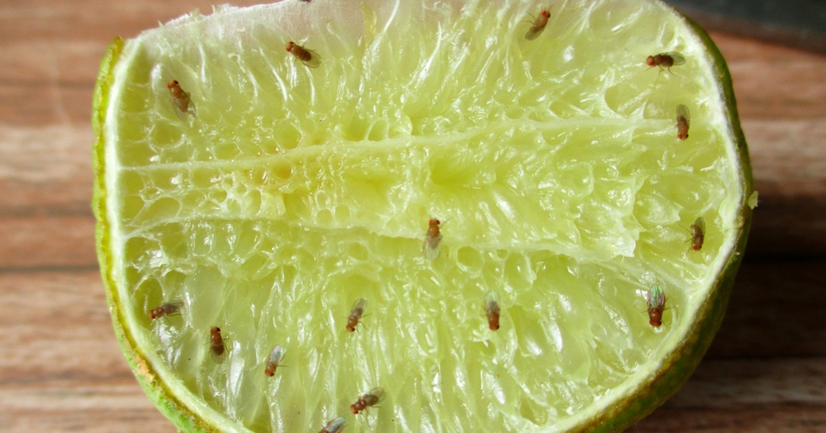 Będziesz zaskoczony, jak łatwo jest wyeliminować muszki owocówki ➤ Buzzday.info