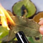 Ecco perché è necessario bruciare le foglie di alloro ➤ Buzzday.info
