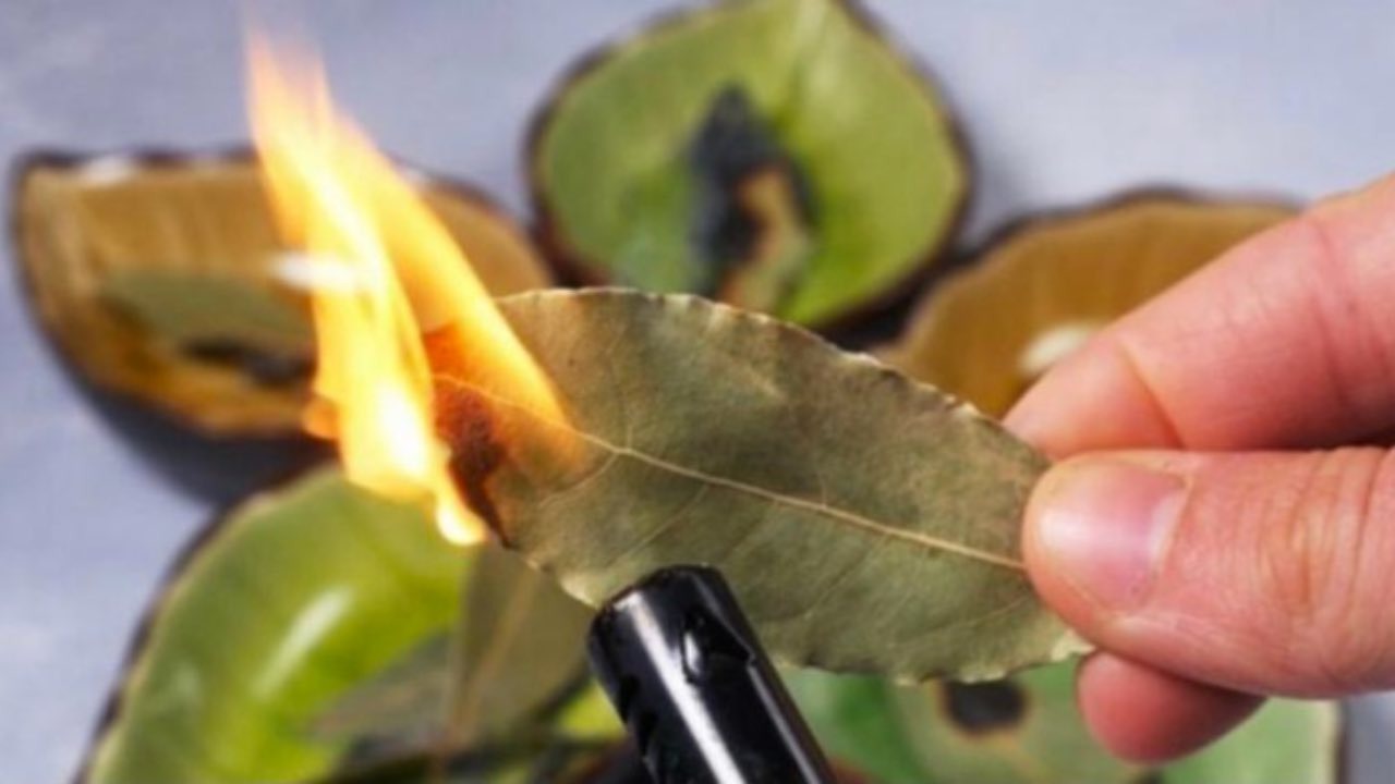 Ecco perché è necessario bruciare le foglie di alloro ➤ Buzzday.info