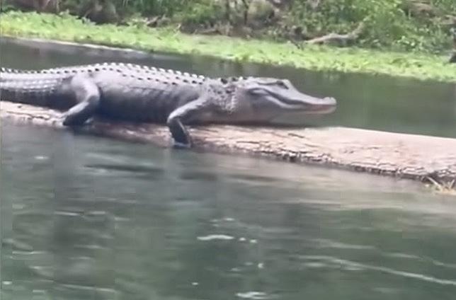 The video shows a crocodile swimming toward a scout troop on a lake in southeast Texas