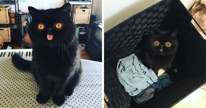 Black Cat’s eyes transform into round, orange, terror-like eyes as time passes ➤ Buzzday.info