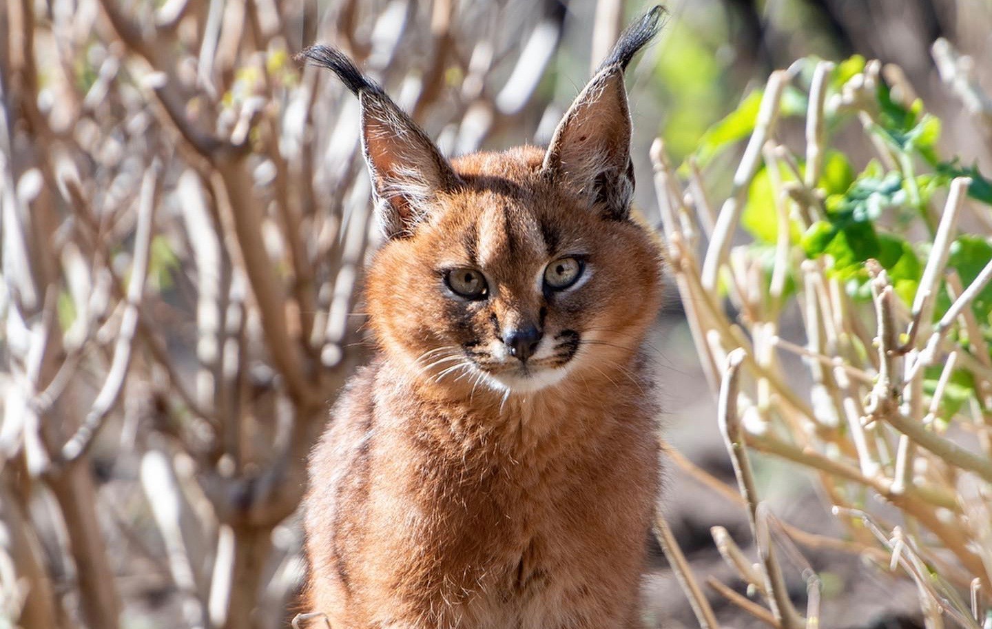 Wonderful kittens that you can fall in love with recklessly are caracals