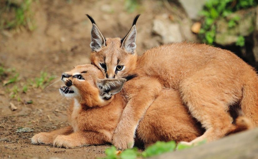 Wonderful kittens that you can fall in love with recklessly are caracals ➤ Buzzday.info