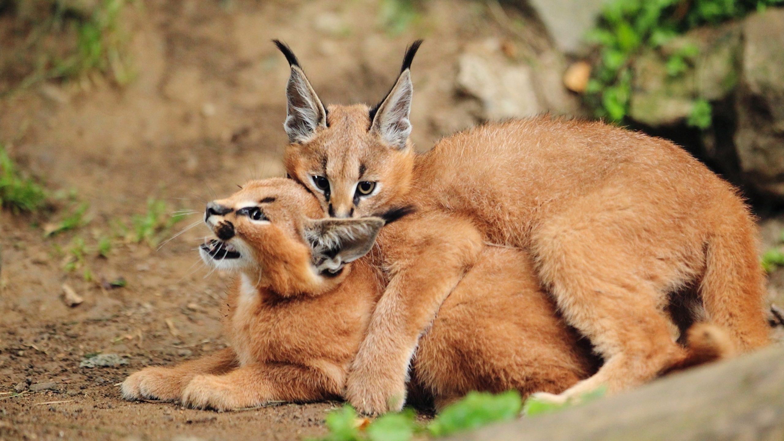Wonderful kittens that you can fall in love with recklessly are caracals ➤ Buzzday.info