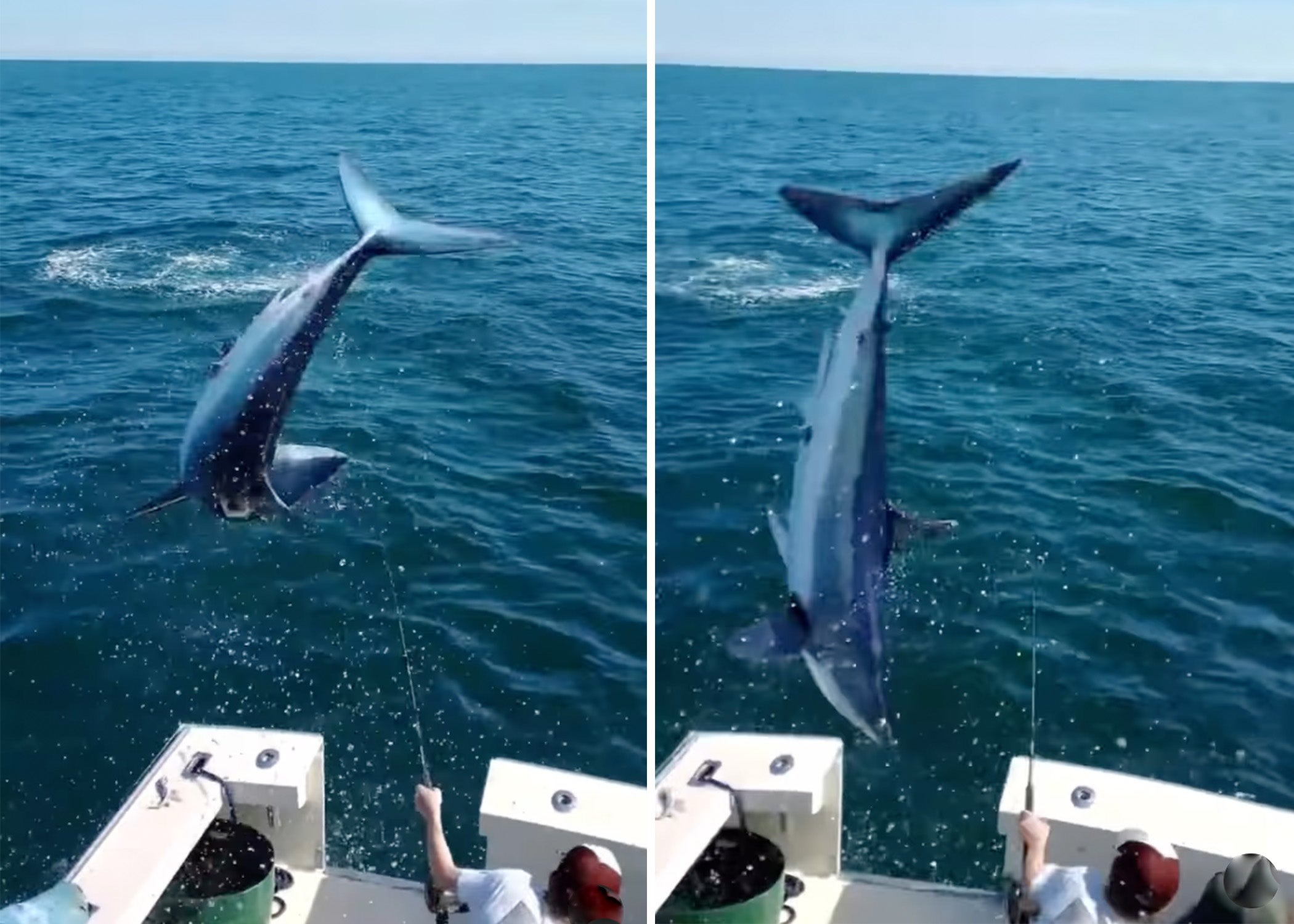 A viral video shows the “startling” moment a shark jumped aboard a fishing boat off the coast of Maine